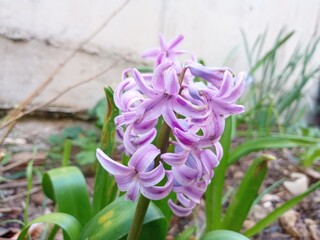 purple crocus flowers
