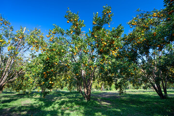 Fototapeta na wymiar Garden of ripe mandarin oranges waiting to be harvested in the spring morning in the highlands of Da Lat, Vietnam. Fruit gives many nutrients to provide positive energy for people