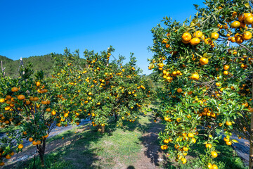 Garden of ripe mandarin oranges waiting to be harvested in the spring morning in the highlands of Da Lat, Vietnam. Fruit gives many nutrients to provide positive energy for people