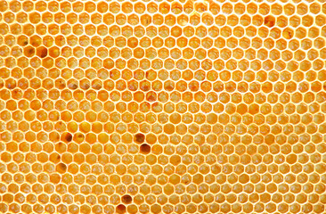 はちみつが貯められているミツバチの巣
Honeycomb where honey is stored
