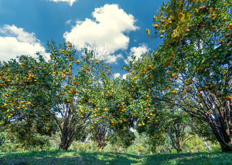 Garden of ripe mandarin oranges waiting to be harvested on a sunny morning in the highlands of Da Lat, Vietnam. Fruit gives many nutrients to provide positive energy for people