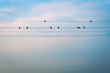Birds sit on wires against the blue sky