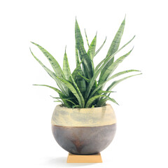 観葉植物、サンセベリア・シルバープリンセスの鉢植え【白背景】