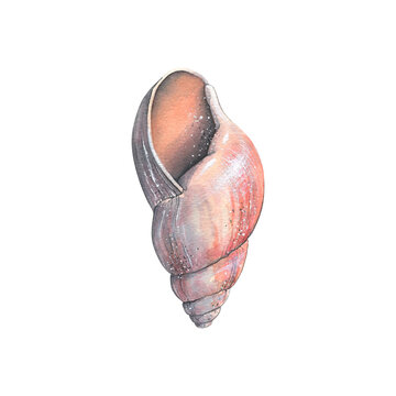 Watercolor illustration of a red-brown shell isolated object on a white background. Colorful, beautiful. Underwater world. For the design of postcards, posters, stickers, designs, patterns.