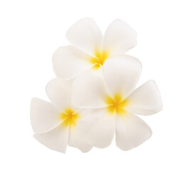 Plumeria flowers isolated on white background with clipping path.