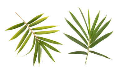 Fototapeta premium Bamboo branch green leaves isolated on white background with clipping path.