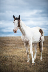 Obraz premium Horse in a field, farm animals, nature series