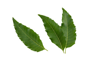 Neem or azadirachta indica leaves isolated on white background with clipping path.