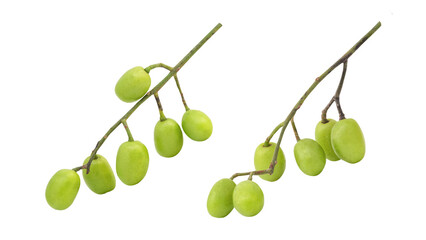 Neem or azadirachta indica leaf and fruits isolated on white background with clipping path.