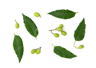 Neem or azadirachta indica leaves and fruits isolated on white background with clipping path.top...