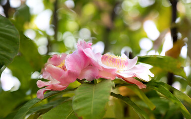 Gustavia gracillima flowers on nature background.