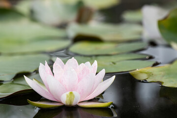Nymphaea nouchali or water lily lotus flower on nature background.