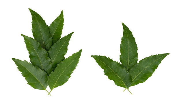 Neem or azadirachta indica leaves isolated on white background with clipping path.