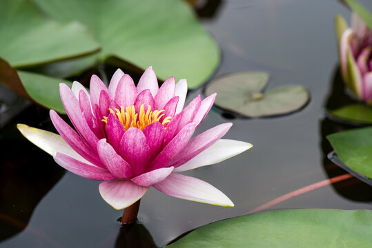 Nymphaea nouchali or water lily lotus flower on nature background.