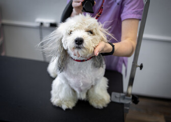 Grooming and hygiene of dogs. Blow-drying a cute white dog. 