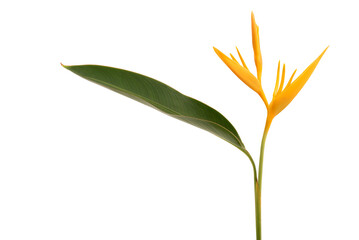 Bird of paradise flower isolated on white background with clipping path.