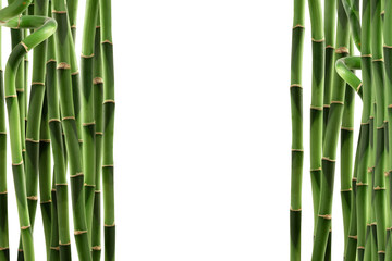 Lucky bamboo or Dracaena sanderiana trees isolated on white background with clipping path.