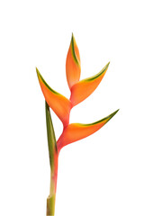 Heliconia flower isolated on white background with clipping path.