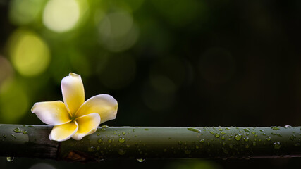 Plumeria flower and bamboo on bokeh nature background.