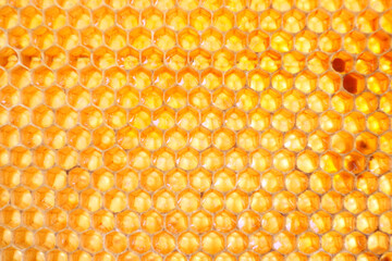 はちみつが貯められているミツバチの巣
Honeycomb where honey is stored
