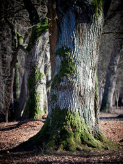 The trunk of an old oak tree. Bark and moss.