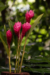 Alpinia purpurata or red ginger flowers on nature background.