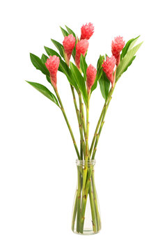 Alpinia purpurata or red ginger flowers isolated on white background with clipping path.