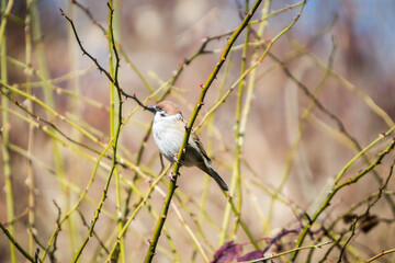 The Eurasian tree sparrow, Passer montanus, small bird