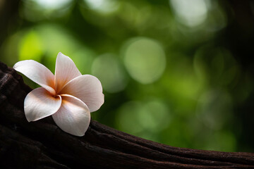 Plumeria flower and old wood on bokeh nature background.