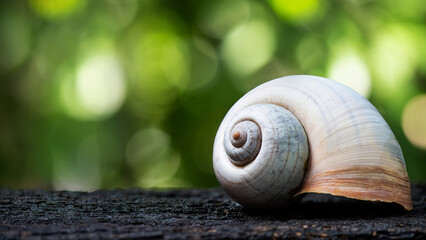 Apple snail on bokeh nature background. © wasanajai