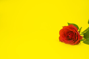 Rose, red on a yellow background. Postcard with space for text. copy space. The concept of congratulation, invitation, gratitude. High quality photo