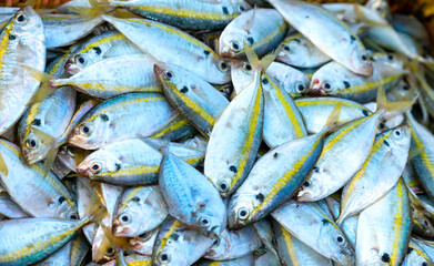 Obraz premium Freshly caught Yellow striped Scad fish for sale at a fresh seafood market in a central coastal fishing village in Vietnam