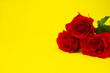 Roses, red on a yellow background. Postcard with space for text. copy space. The concept of congratulation, invitation, gratitude. High quality photo
