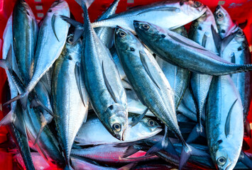Freshly caught horse mackerel for sale at a fresh seafood market in a central coastal fishing village in Vietnam