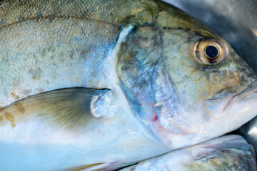 Freshly caught Butterfish for sale at a fresh seafood market in a central coastal fishing village in Vietnam