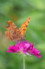 Comma butterfly - Polygonia c-album - resting on Knautia arvensis - field scabious
