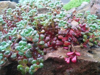 Sedum ornithogalum on a alpine flower bed. flower wallpaper