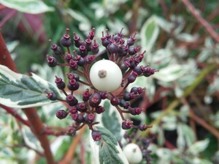 Cornus alba Elegantissima flowers, fruits and berries. Floral Wallpaper