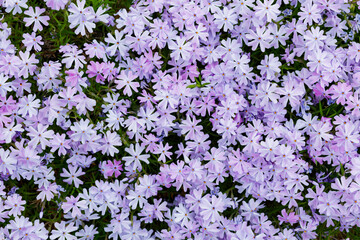 Fototapeta premium Violet moss phlox. Subulata flowers background. Light purple phlox flowers. Top view