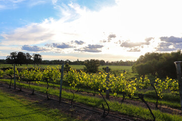 View of a winery state, Shoalhaven Heads South coast NSW Australia
