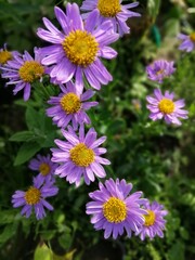 soft purple blooming Aster alpinus blue flowers with a yellow fluffy center on a Sunny summer day. flower desktop wallpaper
