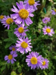 Obraz premium soft purple blooming Aster alpinus blue flowers with a yellow fluffy center on a Sunny summer day. flower desktop wallpaper