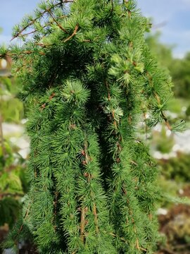 blue coniferous branches with soft needles on a garden bed in summer garden. Japanese larch Stiff Weeper. Floral Wallpaper
