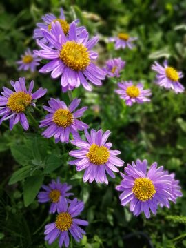 soft purple blooming Aster alpinus blue flowers with a yellow fluffy center on a Sunny summer day. flower desktop wallpaper