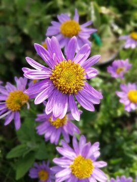 soft purple blooming Aster alpinus blue flowers with a yellow fluffy center on a Sunny summer day. flower desktop wallpaper