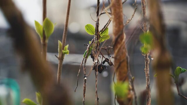 Gouttes sur des lianes