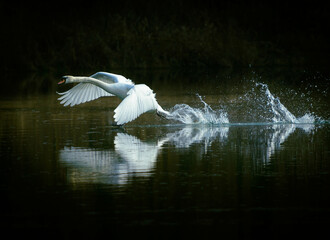 Dynamischer Wasserstart des Schwans
