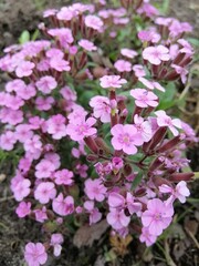 a small pink flowering Saponaria ocymoides bush or soapwort . floral wallpaper