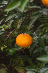 제주도 귤 나무 풍경