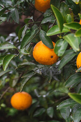 제주도 귤 나무 풍경